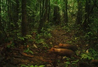 Loài động vật kỳ lạ mang dáng vẻ của nhiều loài vật