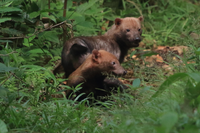 Loài động vật kỳ lạ mang dáng vẻ của nhiều loài vật