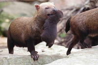 Loài động vật kỳ lạ mang dáng vẻ của nhiều loài vật