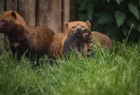 Loài động vật kỳ lạ mang dáng vẻ của nhiều loài vật