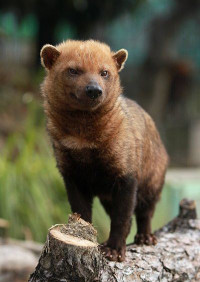 Loài động vật kỳ lạ mang dáng vẻ của nhiều loài vật