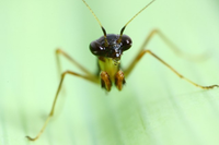 Sinh vật nửa kiến nửa bọ ngựa độc đáo có ở Việt Nam