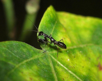 Sinh vật nửa kiến nửa bọ ngựa độc đáo có ở Việt Nam