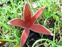 Loài nấm hiếm và kỳ lạ nhất thế giới