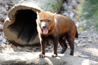 Loài động vật kỳ lạ mang dáng vẻ của nhiều loài vật