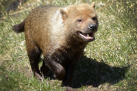 Loài động vật kỳ lạ mang dáng vẻ của nhiều loài vật