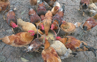 Những sự thật khó tin về loài gà ít ai nghĩ đến