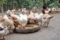 Những sự thật khó tin về loài gà ít ai nghĩ đến