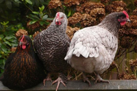 Những sự thật khó tin về loài gà ít ai nghĩ đến