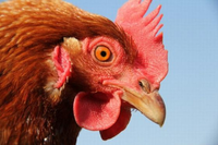 Những sự thật khó tin về loài gà ít ai nghĩ đến