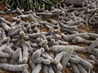 Loài xương rồng 