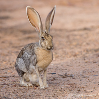 Những khả năng đặc biệt của thỏ sa mạc để thích nghi với môi trường khắc nghiệt