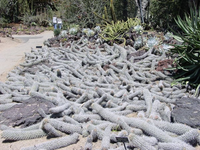 Loài xương rồng 