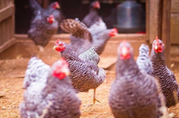 Những sự thật khó tin về loài gà ít ai nghĩ đến