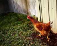 Những sự thật khó tin về loài gà ít ai nghĩ đến