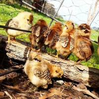 Những sự thật khó tin về loài gà ít ai nghĩ đến