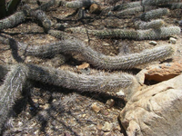 Loài xương rồng 