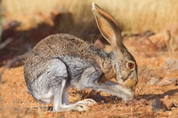 Những khả năng đặc biệt của thỏ sa mạc để thích nghi với môi trường khắc nghiệt