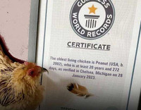 Những sự thật khó tin về loài gà ít ai nghĩ đến