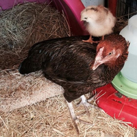 Những sự thật khó tin về loài gà ít ai nghĩ đến