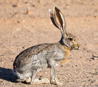 Những khả năng đặc biệt của thỏ sa mạc để thích nghi với môi trường khắc nghiệt