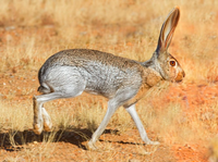 Những khả năng đặc biệt của thỏ sa mạc để thích nghi với môi trường khắc nghiệt