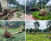 Cây xanh, vườn thú Hà Nội ra sao sau khi bão Yagi quét qua?