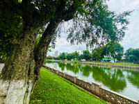 Cây xanh, vườn thú Hà Nội ra sao sau khi bão Yagi quét qua?