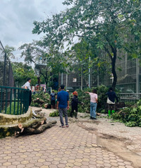 Cây xanh, vườn thú Hà Nội ra sao sau khi bão Yagi quét qua?