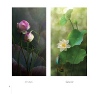 Hoa sen đẹp tinh khôi qua các bức ảnh của Hoàng Bích Vân