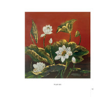 Hoa sen đẹp tinh khôi qua các bức ảnh của Hoàng Bích Vân