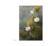 Hoa sen đẹp tinh khôi qua các bức ảnh của Hoàng Bích Vân