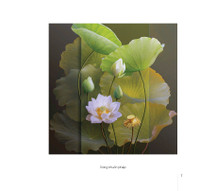 Hoa sen đẹp tinh khôi qua các bức ảnh của Hoàng Bích Vân