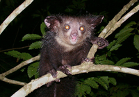 Những loài động vật kỳ lạ chỉ có ở đảo Madagascar