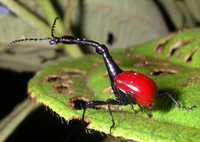 Những loài động vật kỳ lạ chỉ có ở đảo Madagascar