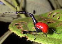 Những loài động vật kỳ lạ chỉ có ở đảo Madagascar