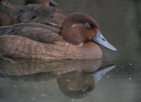 Những loài động vật kỳ lạ chỉ có ở đảo Madagascar