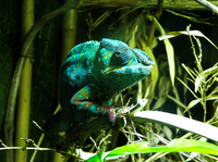 Những loài động vật kỳ lạ chỉ có ở đảo Madagascar