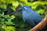 Những loài động vật kỳ lạ chỉ có ở đảo Madagascar