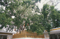  Chiêm ngưỡng di sản văn hóa hơn 5.000 năm ở Sri Lanka