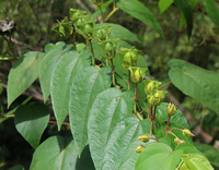 Cây tai mèo mọc hoang bờ suối, nhưng được làm vị thuốc dân gian rất nhiều công dụng