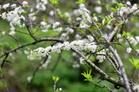 Mộc Châu mùa hoa mận nở rộ 