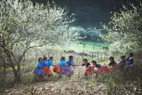 Mộc Châu mùa hoa mận nở rộ 