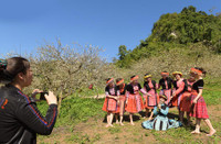 Mộc Châu mùa hoa mận nở rộ 