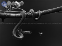 Ảnh đen trắng Việt Nam và quốc tế tại cuộc thi ảnh nghệ thuật quốc tế lần thứ 11