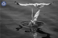 Ảnh đen trắng Việt Nam và quốc tế tại cuộc thi ảnh nghệ thuật quốc tế lần thứ 11