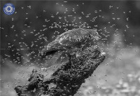 Ảnh đen trắng Việt Nam và quốc tế tại cuộc thi ảnh nghệ thuật quốc tế lần thứ 11