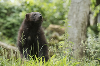 Bí ẩn về loài vật nhanh như sói và mạnh như gấu