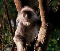 Loài linh trưởng quý hiếm trong sách Đỏ thế giới chỉ có ở Việt Nam
