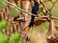 Loài chim bắt chước tiếng kêu loài khác để kiếm ăn 